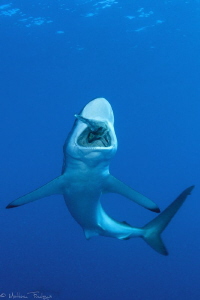 Carcharhinus falciformis by Mathieu Foulquié 